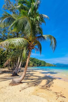 A lone palm tree stands tall on a pristine beach, overlooking crystal clear blue waters under the bright sun. Koh Wai Thailand