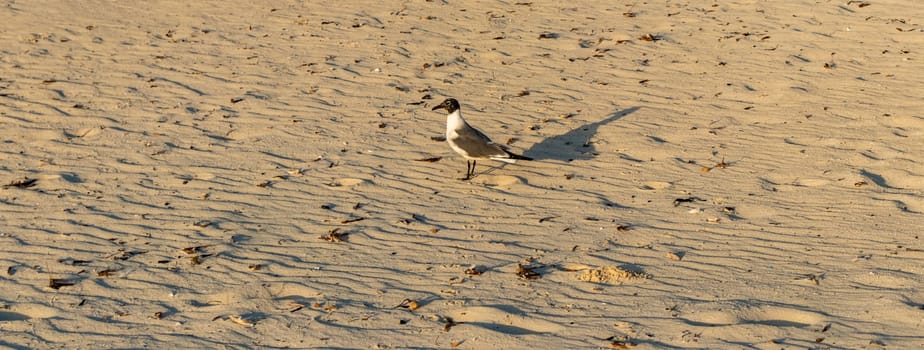 Shot of the seagull walking by the beach