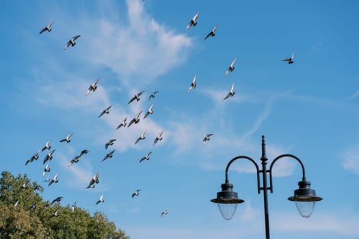 Flock of pigeons flies over green trees in the park. High quality photo