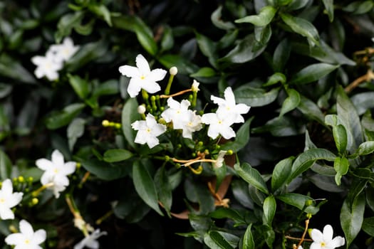 Plants with white flowers and green leaves grow abundantly. Close-up of beautiful white flowers and green leaves.