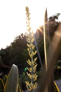 Sansevieria Snake Plant pot with sprouting White Flower. Flower stalks from ornamental plants.