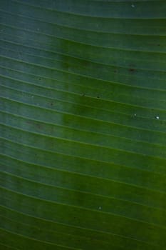 Background texture green banana leaf. Close-up of banana leave.