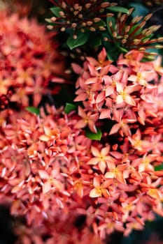 Red Rubiaceae is a beautiful flower. Can be planted in the yard and also to beautify the home page and It's easy to maintain and take care of it.