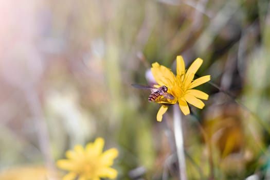 Honey Bee collecting pollen on yellow rape flower on green grass background. Copy space