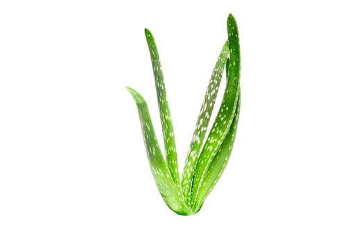 Aloe Vera plant isolated on white background.