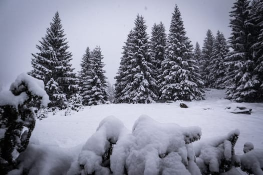 Snow covered winter forest under stormy snowfall. Beautiful winter landscape. Winter forest under the falling snow, High quality photo