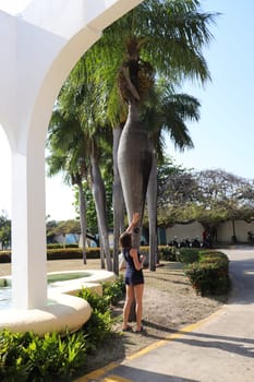 Concept shot of so called pregnant palm tree, authentic only to Cuba