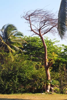 Close up shot of the trees in the tropical jungle