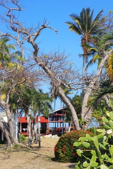 Close up shot of the trees in the tropical village