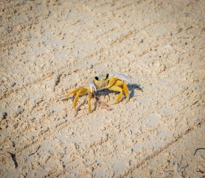 Close up shot of the small crab on the sand