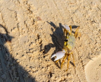 Close up shot of the small crab on the sand