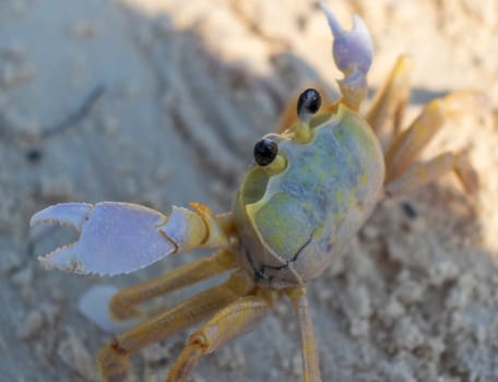 Close up shot of the small crab on the sand