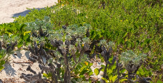 Closeup shot of the large outdoor cactus.