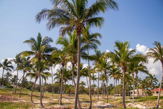 Shot of the coconut palm trees