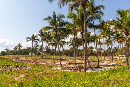 Shot of the coconut palm trees