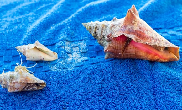 Close up shot of the hermit crab