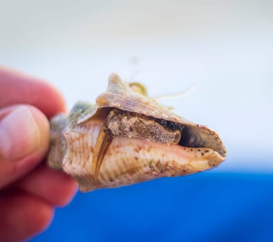 Close up shot of the hermit crab