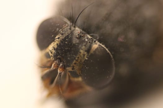 Delve into the mesmerizing world of macro photography as you capture the intricate details of a fly in stunning detail