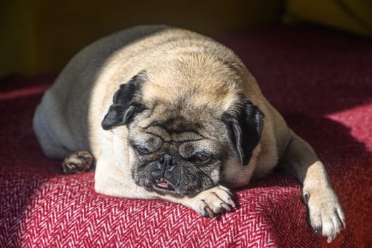 An old pug sleeps on a red sofa.5