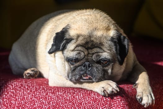 An old pug sleeps on a red sofa.3