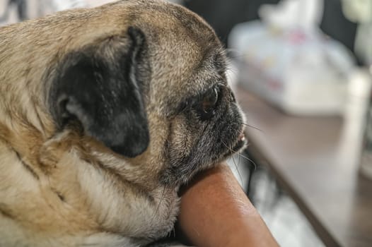 An old pug sits in the arms of its owner 1