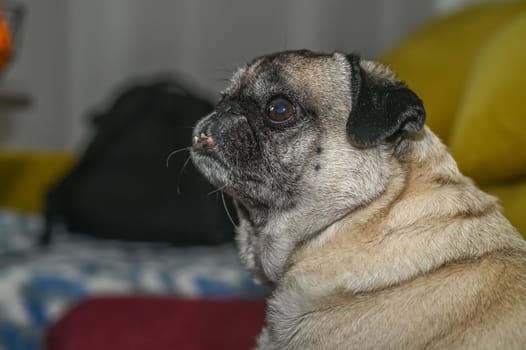 Side view of an old pug sitting on the sofa 1
