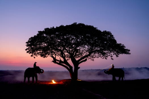 Two elephants with mahouts stay near bonfire and beautiful tree in rice field with light of early morning in concept of relationship between human and wildlife animal.