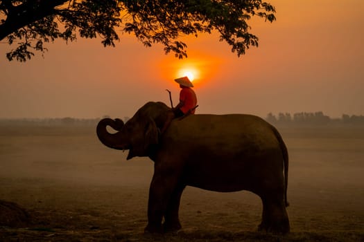 Silhouette of one mahout stay on head or back of elephant and near big tree with sunrise on the background.