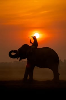Vertical of Silhouette mahout man sit on back of big Asian elephant and stand in the field with morning sun on background.