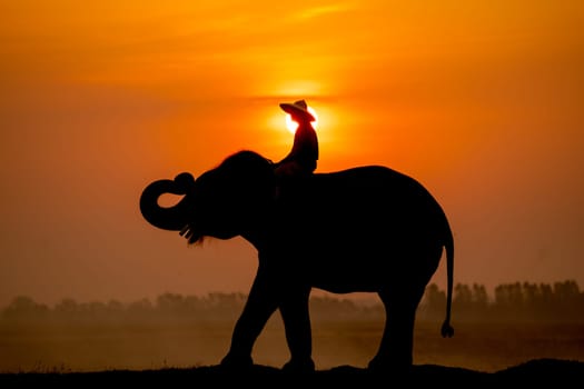 Silhouette of mahout man sit on back of big Asian elephant and stand in the field with morning sun on background.