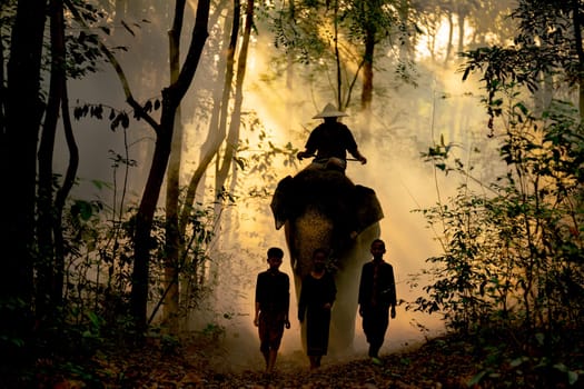 Silhouette of boy and girl walk in front of elephant and mahout with sunlight shine through tree in forest in concept of good relationship between human and wildlife animal.