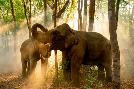 Two elephants stand together in forest with sunlight shine through the tree in concept of wildlife in jungle with happiness and freedom.
