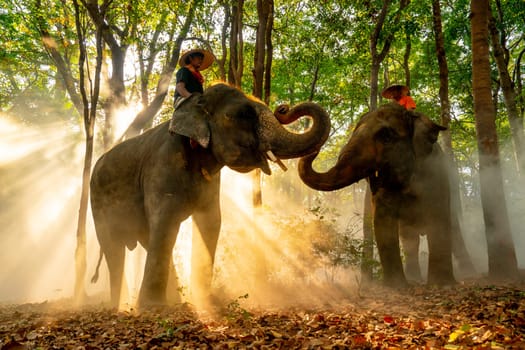 Two mahouts on elephants stay in forest with sunlight shine through the tree in concept of relationship between people and wildlife animal.