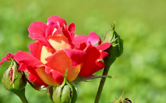 Beautiful red yellow rose with buds on a green background in the garden. Ideal for a greeting cards