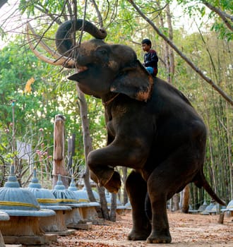 Little boy control big elephant stand with two legs to show other people in concept of relationship between human and wildlife animal.