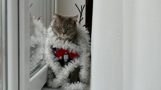 Scottish straight eared cat with red tie bow, glasses on New Year's holiday, celebrating Christmas. Pet sitting on the windowsill at home