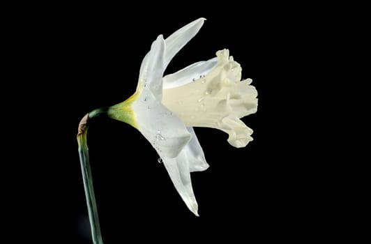 Beautiful blooming white narcissus flower isolated on a black background. Flower head close-up.