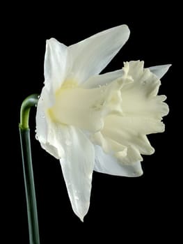 Beautiful blooming white narcissus flower isolated on a black background. Flower head close-up.