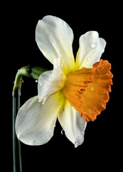 Beautiful blooming White and yellow narcissus flower isolated on a black background. Flower head close-up.