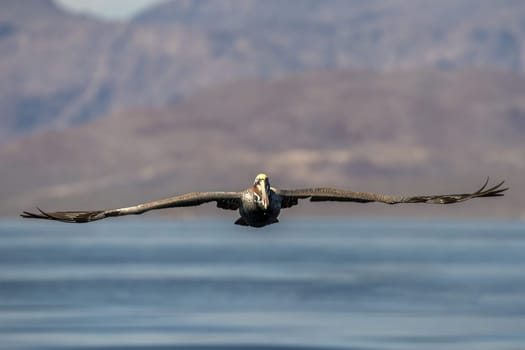 Pelican while flying in the blue baja california sur sea