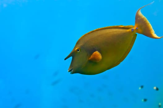 Red Sea Hunicorn Fish close up portrait