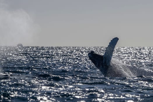 An humpback whale breaching at sunset in pacific ocean background in cabo san lucas mexico baja california sur