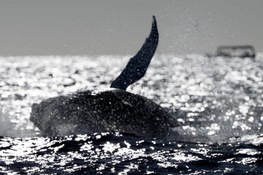 An humpback whale breaching at sunset in pacific ocean background in cabo san lucas mexico baja california sur