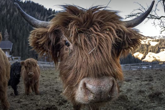 Highlander scotland hairy cow frozen nose detail