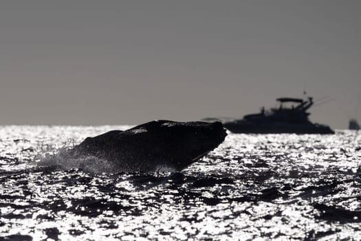 An humpback whale breaching at sunset in pacific ocean background in cabo san lucas mexico baja california sur