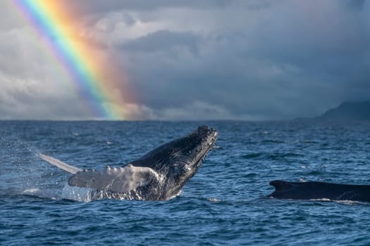 An humpback whale breaching in pacific ocean rainbow background in cabo san lucas mexico baja california sur