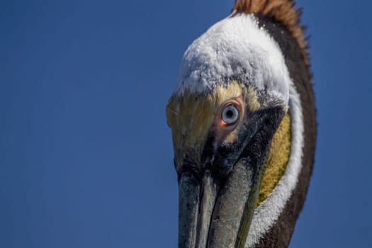 Pelican eye detail while swiiming in the blue baja california sur sea