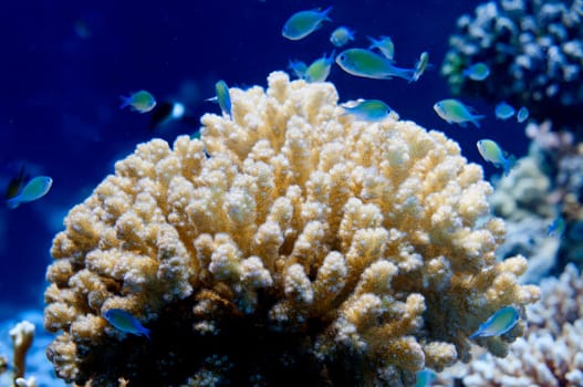 Red Sea corals house for Fishes close up portrait