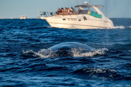 An humpback whale breaching in front of a motorboat in pacific ocean background in cabo san lucas mexico baja california sur