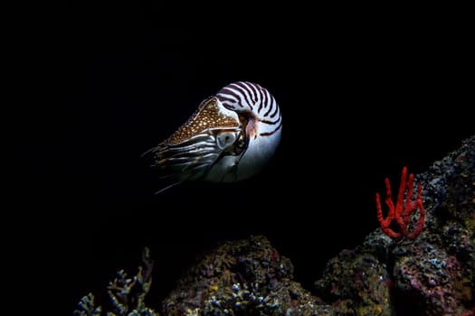 nautilus underwater isolated on black background